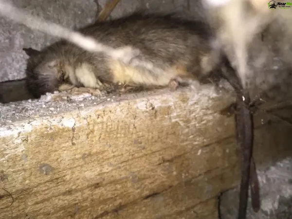Dead Rat Removal King Scrub